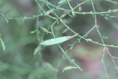 Andrographis paniculata